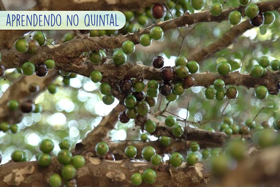 blog-gastronomiaafetiva-aprendendonoquintal
