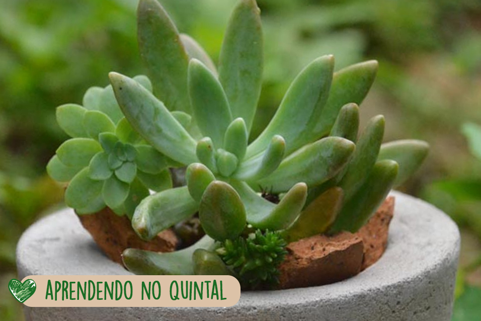 Férias com a criançada em Brumadinho: aprendendo no quintal