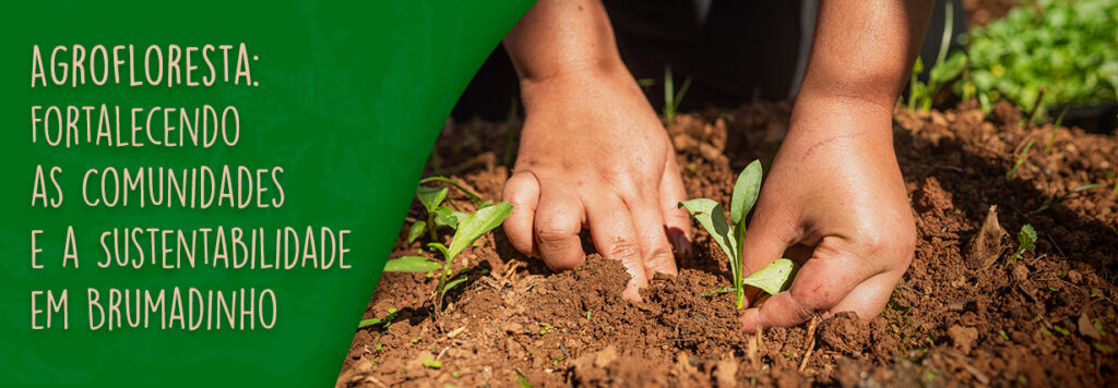 Imagem de destaque blog agrofloresta