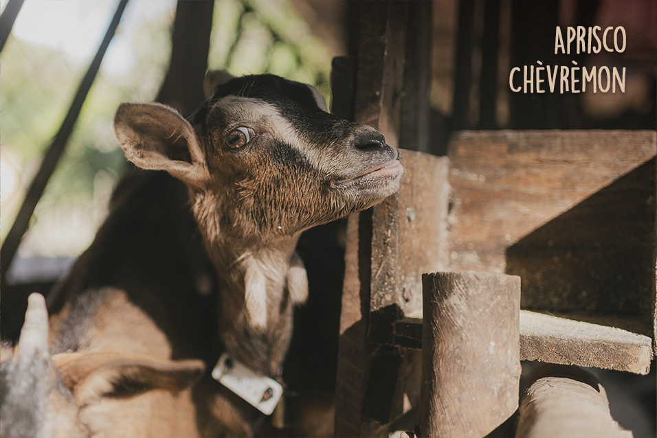 viagem em familia-aprisco chevremon