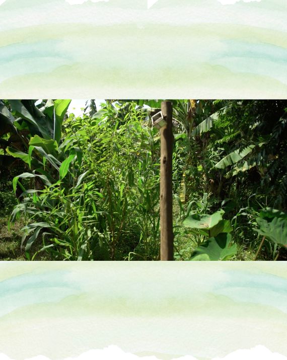 horta-cheiro-verde-2