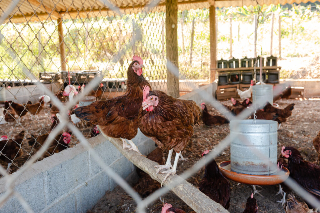 Galinhas felizes no galinheiro do Assentamento das Pastorinhas em Brumadinho