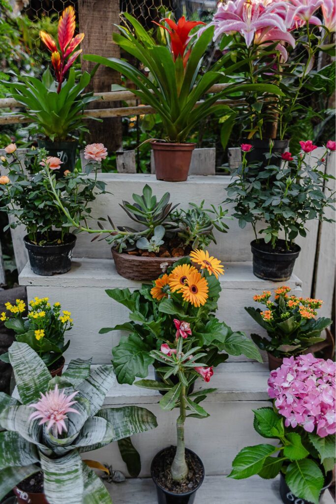Flores diversas na Casa Rústica em Brumadinho, mg