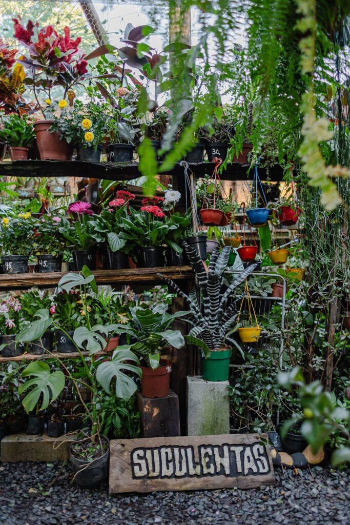 Plantas suculentas na Casa Rústica em Brumadinho
