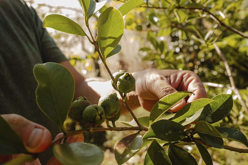Mãos colhendo frutas nativas diretamente do pé durante vivência agroecológica em Brumadinho, Minas Gerais