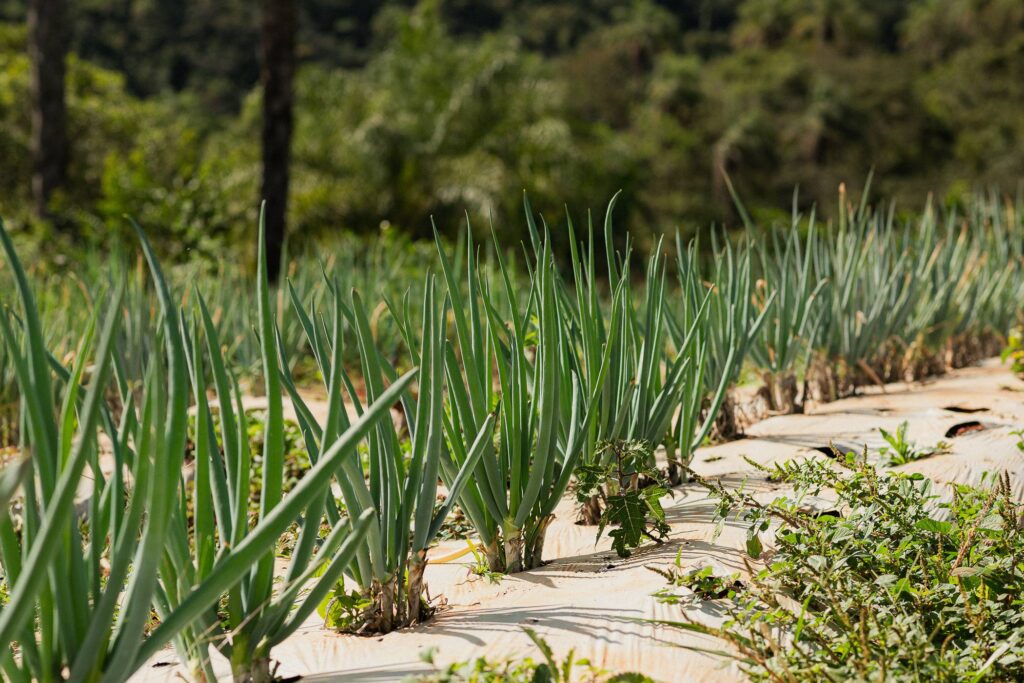 Fazenda Sertão plantação de cebolinhas na agrofloresta em brumadinho
