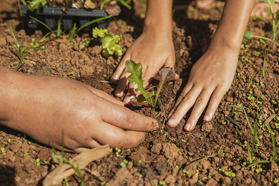Mãos de criança e adulto plantando muda na terra, representando práticas sustentáveis e vivências educativas em Brumadinho