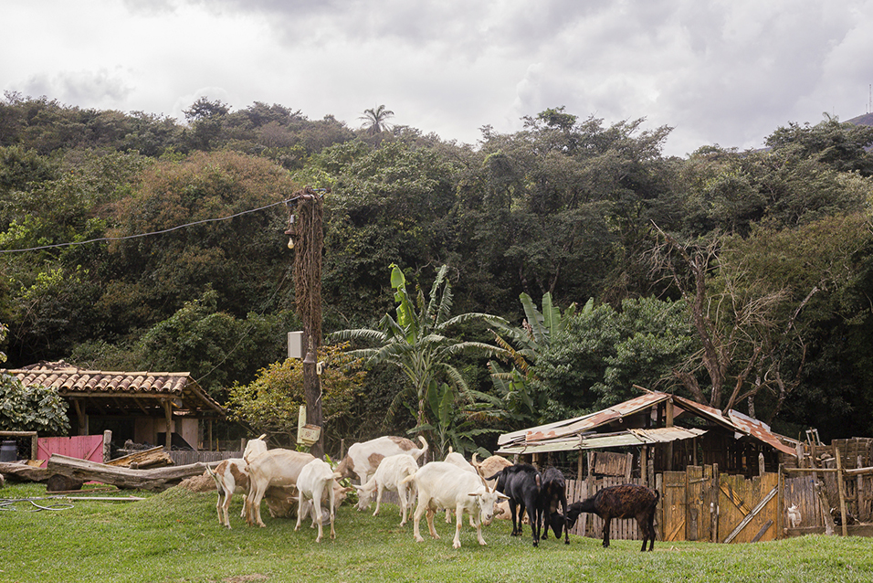 Família visitando fazenda rural com produção de queijo de cabra artesanal