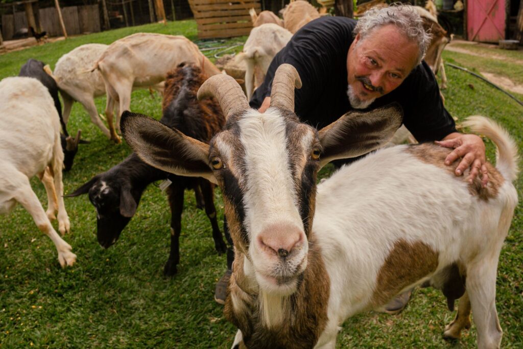 Visitantes interagindo de perto com as cabras no Aprisco Chèvrèmon, parte da vivência "Cabras e Queijos" em Brumadinho.