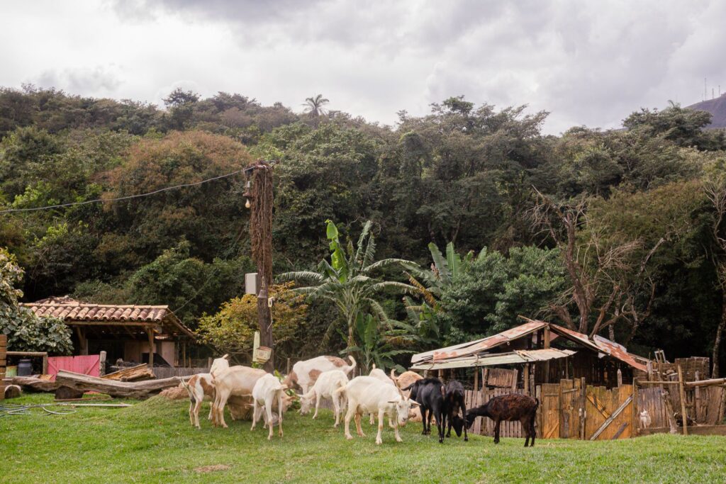Vista panorâmica da chácara Aprisco Chèvrèmon em Brumadinho, mostrando o ambiente rural e acolhedor onde as cabras são criadas.