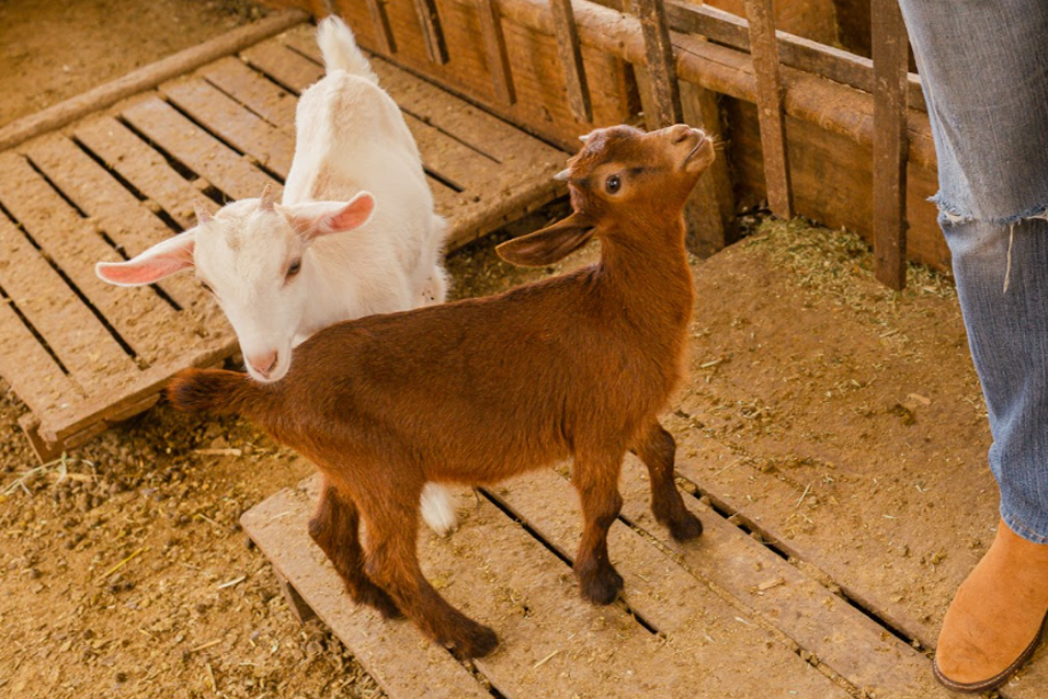 Vivência com cabras em Brumadinho, MG