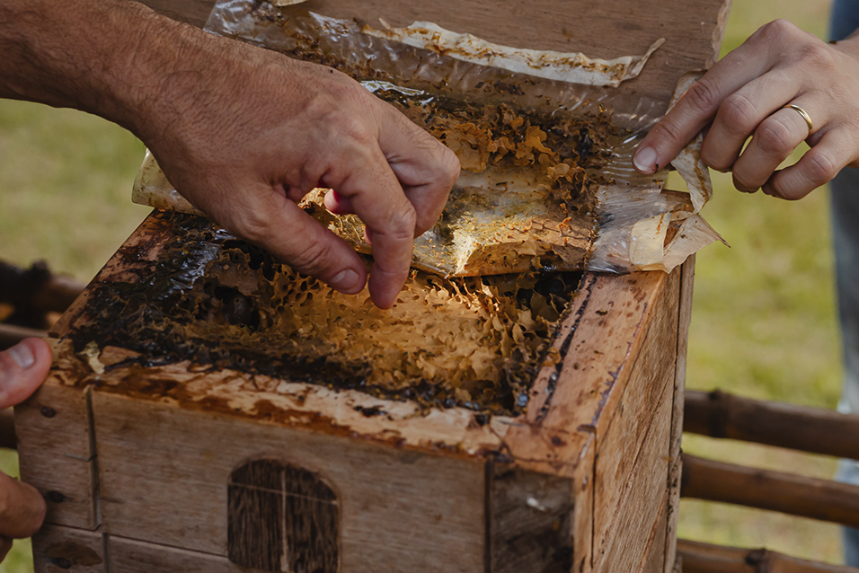 Caixa de abelhas sem ferrão no Sítio Fotossíntese em Brumadinho