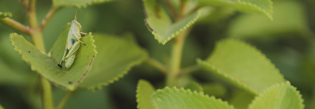 Grilo em cima de uma folha representando o turismo regenerativo em Brumadinho