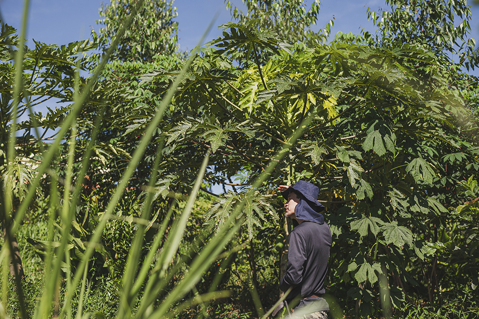 Plantação de mamão na agrofloresta da Fazenda Sertão em Brumadinho, Minas Gerais.