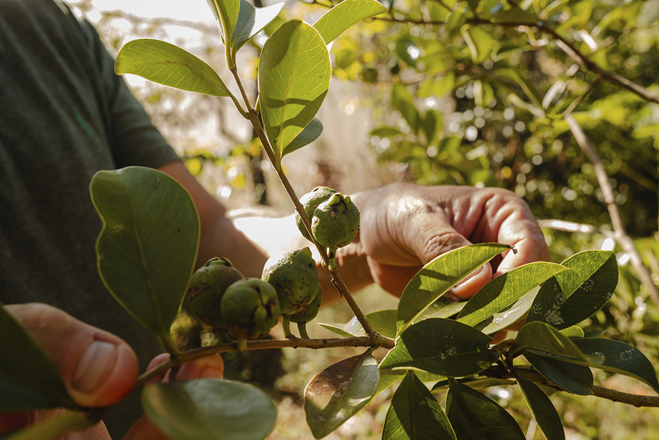 Frutas de araçá, ainda no pé, no Sítio Fotossíntese, um empreendimento do Céu de Montanhas em Brumadinho.