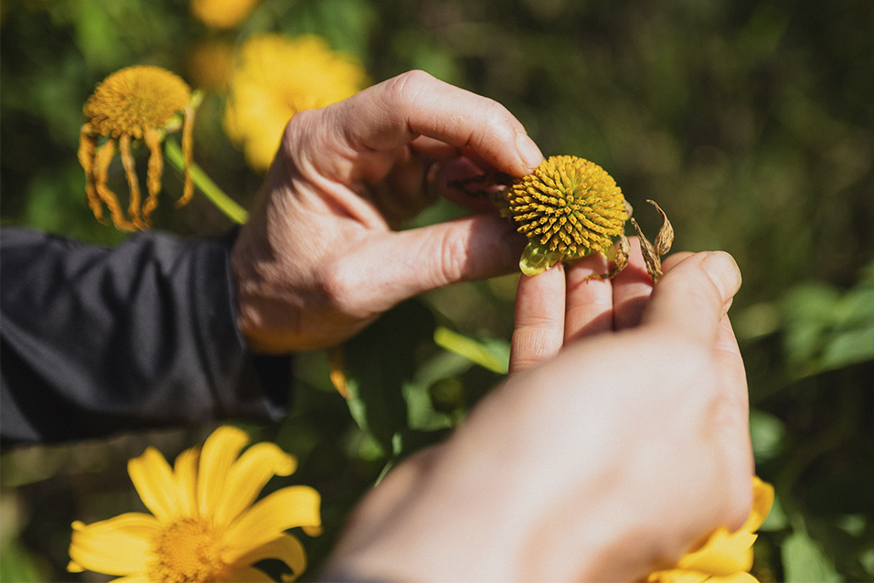 Miolo da flor de margarida nas mãos do anfitrião da Fazenda Sertão, um empreendimento do Céu de Montanhas em Brumadinho.