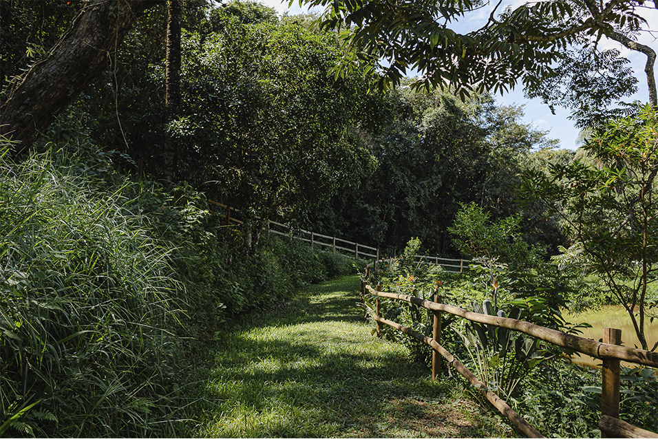 Trilha na mata em Brumadinho, MG