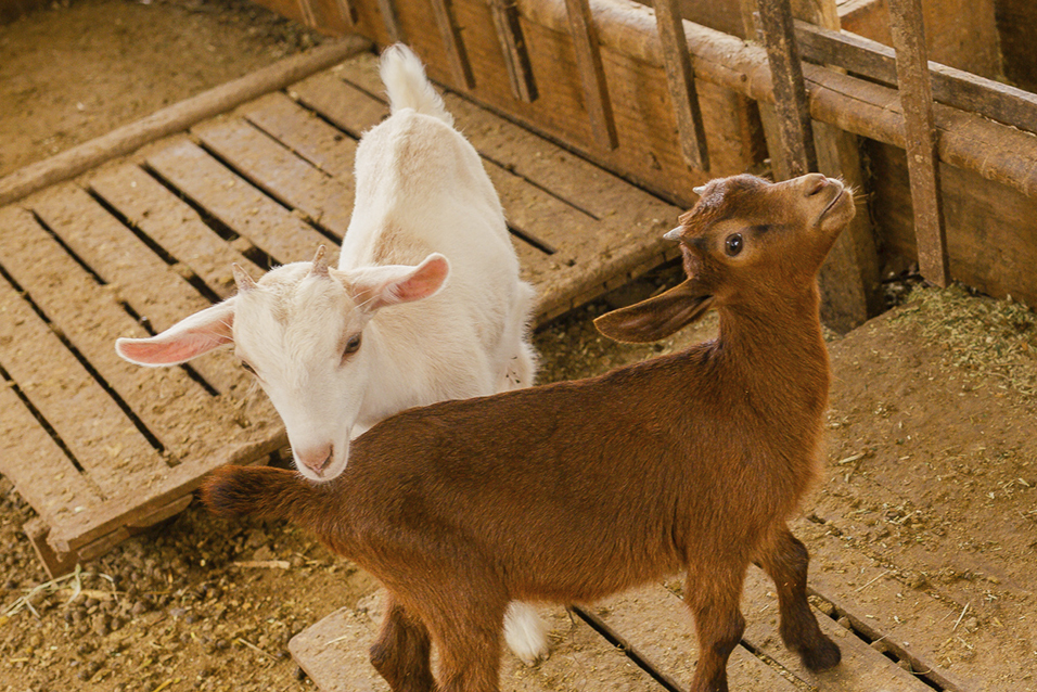 Dois filhotes de cabra, uma branca e outra marrom no Aprisco Chevremon em Brumadinho