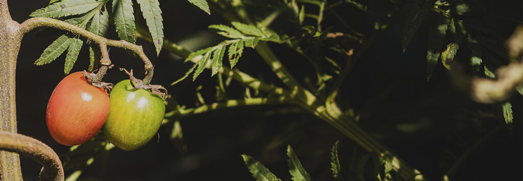 Dois tomates amadurecendo no pé em Brumadinho, MG